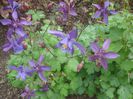 aquilegia