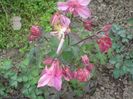 aquilegia