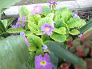 primula