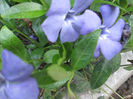 vinca