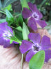 vinca
