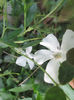 vinca alba