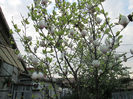 magnolia 2