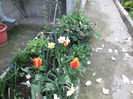alt colt de gradina