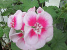muscata olandeza