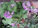 lunaria-18.04