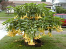 Brugmansia suaveolens Yellow.