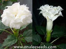 Datura matel Double White