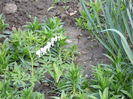 DICENTRA ALBA