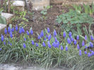 MUSCARI