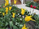 lalele lily flowered west point
