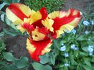 lalea flaming parrot