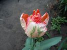 lalea apricot parrot