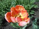 lalea apricot parrot