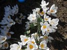 crocus crysanthus ard schenk( martie)
