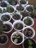 puiuții de achi,kohleria si episcia