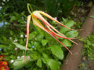 Tulipa Acuminata (2014, April 20)