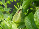 Rosa rugosa (2014, April 20)