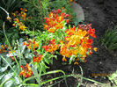 Micsunele-Erysimum Cheiri