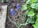 Muscari
