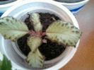 episcia