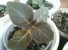 kohleria jardin de monet