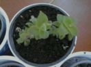 kohleria bibi