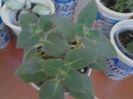 kohleria A.N.M