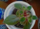 kohleria hibrid roșie