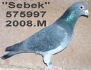 Sebek 2008.575997