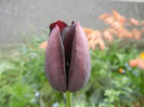 Tulipa Queen of Night (2014, April 19)