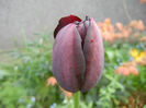 Tulipa Queen of Night (2014, April 20)