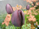 Tulipa Queen of Night (2014, April 20)