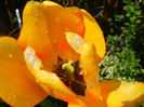 Tulipa Blushing Apeldoorn (2014, Apr.20)