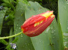 Tulipa Mickey Mouse (2014, April 18)