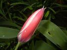 Tulipa Peppermint Stick (2014, April 18)