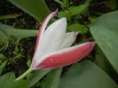 Tulipa Peppermint Stick (2014, April 19)