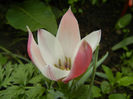 Tulipa Peppermint Stick (2014, April 19)