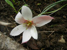 Tulipa Peppermint Stick (2014, April 19)