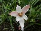 Tulipa Peppermint Stick (2014, April 19)