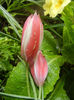 Tulipa Peppermint Stick (2014, April 20)