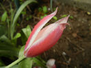 Tulipa Peppermint Stick (2014, April 20)
