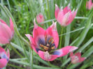 Tulipa Little Beauty (2014, April 19)