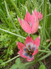 Tulipa Little Beauty (2014, April 19)