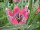 Tulipa Little Beauty (2014, April 19)