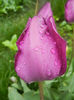 Tulipa Purple Flag (2014, April 18)