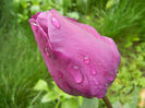 Tulipa Purple Flag (2014, April 20)