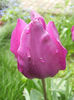 Tulipa Purple Flag (2014, April 20)