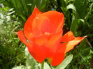 Tulipa Tangerine Beauty (2014, April 13)