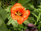 Tulipa Tangerine Beauty (2014, April 19)